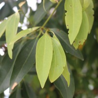 Neolitsea cassia (L.) Kosterm.